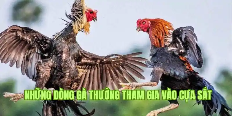 Những thần kê thường tham gia hình thức đá gà cựa sắt