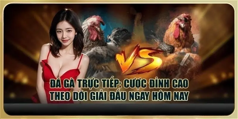 Đá gà trực tiếp hôm nay Kuwin